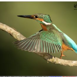 Martin pescatore femmina in atteggiamento di minaccia