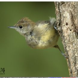 Capinera femmina Giovane