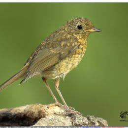 Pettirosso....giovane