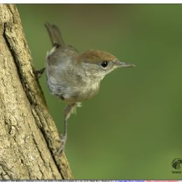 Capinera femmina Giovane
