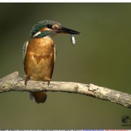 Martin pescatore femmina con preda