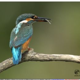 Martin pescatore femmina con preda