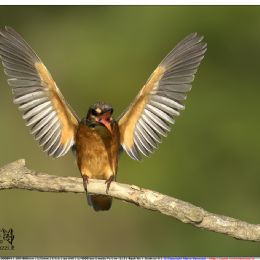 Martin pescatore femmina in atteggiamento di minaccia