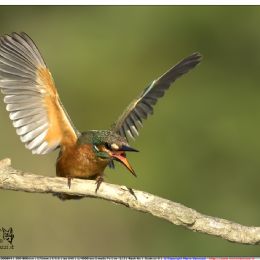 Martin pescatore femmina in atteggiamento di minaccia