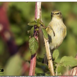 Luì piccolo...curioso