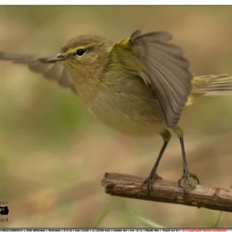 Luì piccolo...partenza