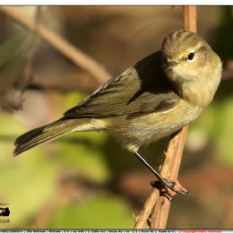 Luì piccolo profilo