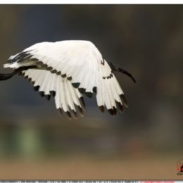 Ibis sacro in volo