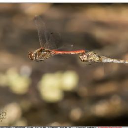 Damigelle....corteggiamenti