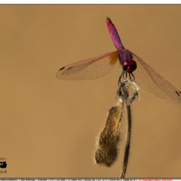 Libellula rossa