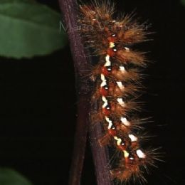 Acronicta rumicis