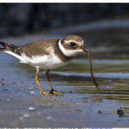 AGOSTO_Corriere grosso