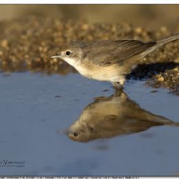 AGOSTO_Sterpazzolina di Sardegna