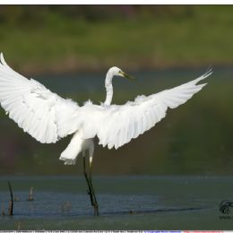 Airone bianco maggiore in arrivo