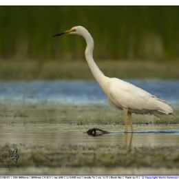 Airone bianco maggiore