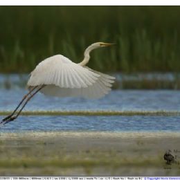 Airone bianco maggiore