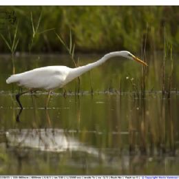 Airone bianco maggiore