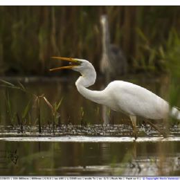 Airone bianco maggiore
