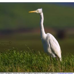 Airone bianco maggiore