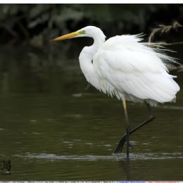 Airone bianco maggiore arruffato