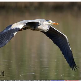 Airone cenerino in volo