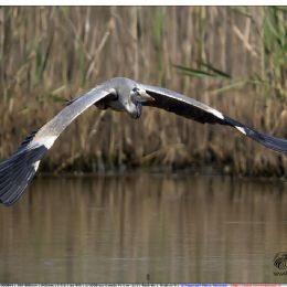 Airone cenerino in volo