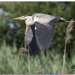 Airone cenerino in volo
