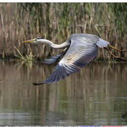 Airone cenerino in volo
