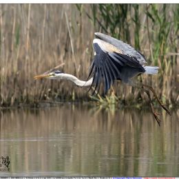 Airone cenerino in volo