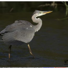 Airone cenerino in caccia