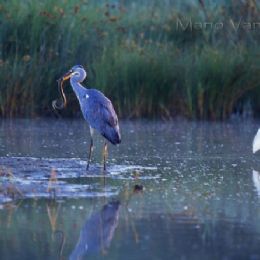 Airone cenerino con anguilla