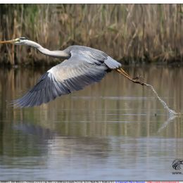 Airone cenerino - decollo
