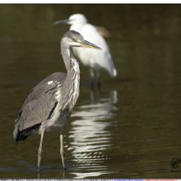 Airone cenerino giovane