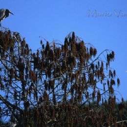 Airone cenerino - l'intruso