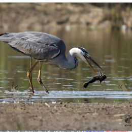Airone cenerino con pesce gatto