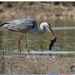Airone cenerino con pesce gatto