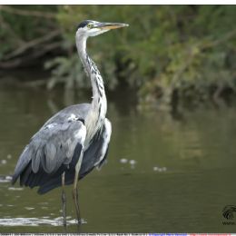 Airone cenerino in posa