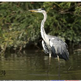 Airone cenerino in relax