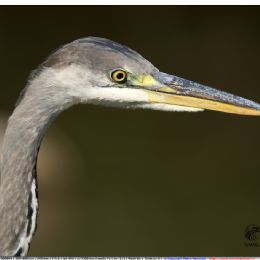Airone cenerino - ritratto