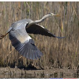 Airone cenerino in volo