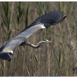 Airone cenerino in virata