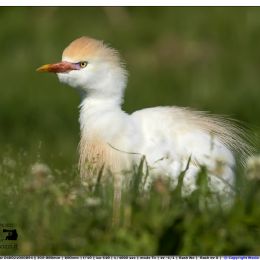 Airone guardabuoi ambientato