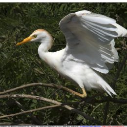 Airone guardabuoi in arrivo