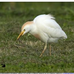 Airone guardabuoi con preda