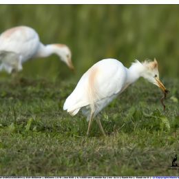 Airone guardabuoi con preda