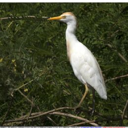 Airone guardabuoi al sole
