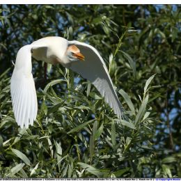 Airone guardabuoi in volo