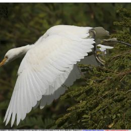 Airone guardabuoi in partenza
