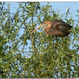 OTTOBRE - Airone rosso