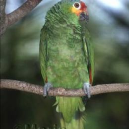 Amazona estiva (Mexico)